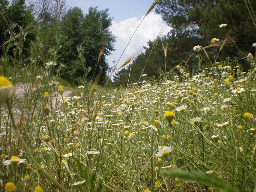 Новоселівка з panoramio.com - Новоселівка