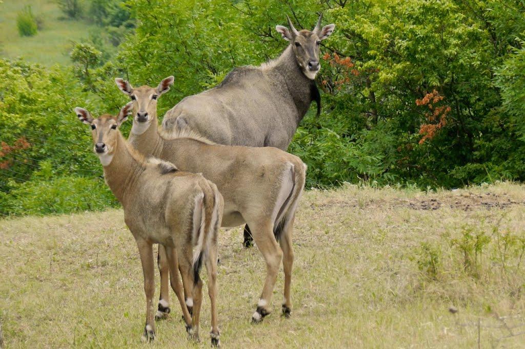 Старий Крим з panoramio.com - Старий Крим