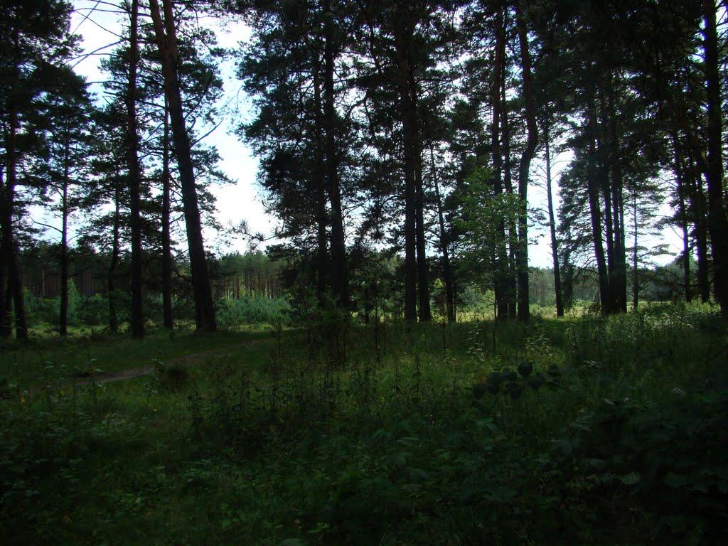 Онишківці з panoramio.com - Онишківці