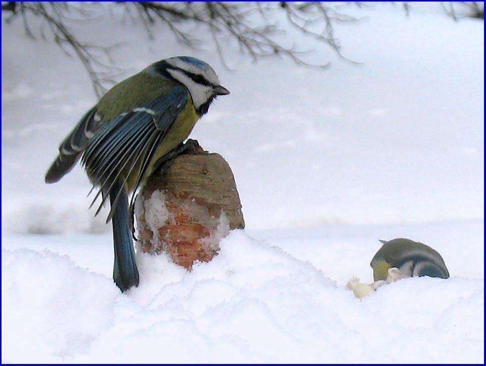 Букачівці з panoramio.com - Bukachivtsi