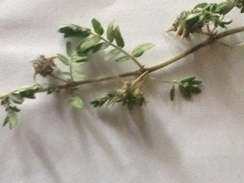 Нова Некрасівка з panoramio.com - Нова Некрасівка