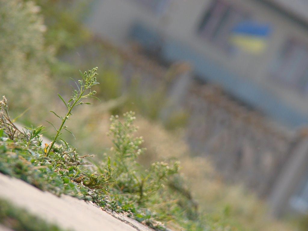 Червоний Перекоп з panoramio.com - Червоний Перекоп