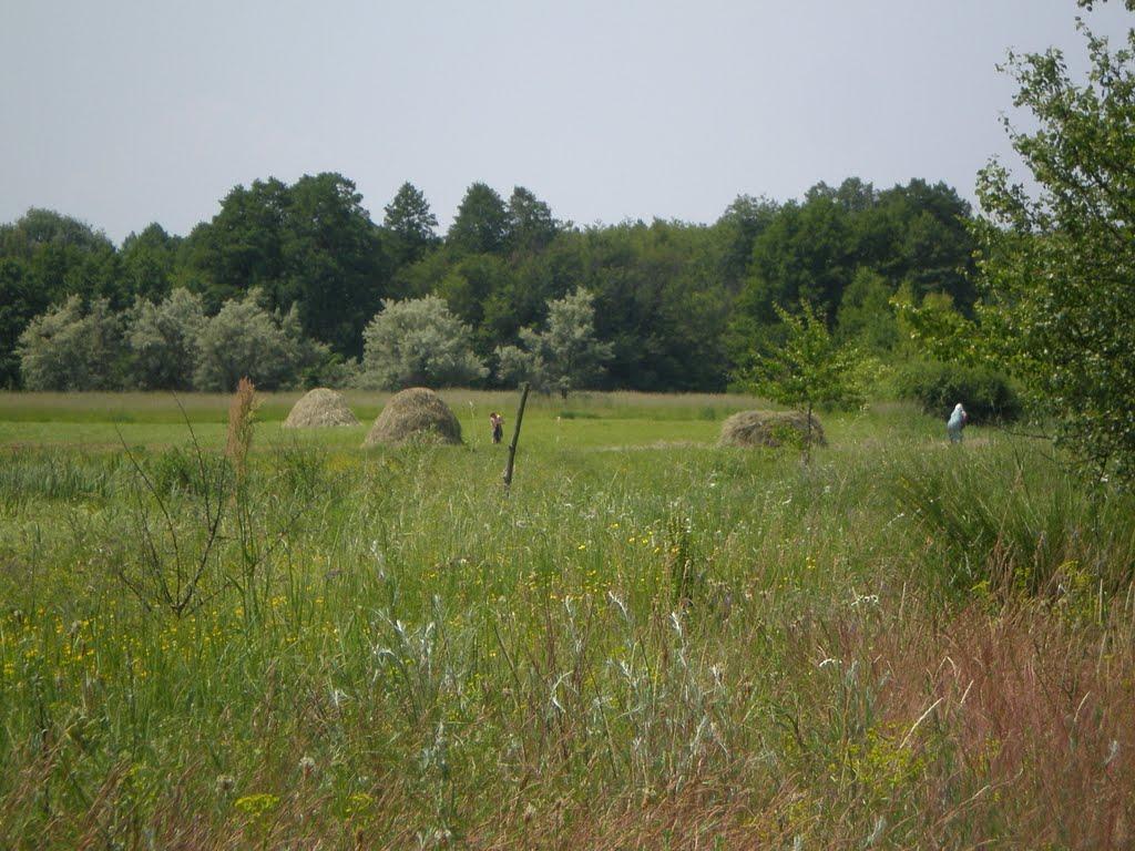 Новоселівка з panoramio.com - Novoselivka