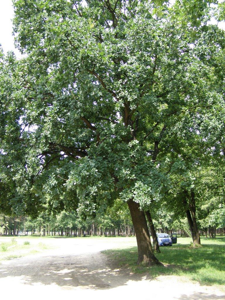 Гудзівка з panoramio.com - Гудзовка
