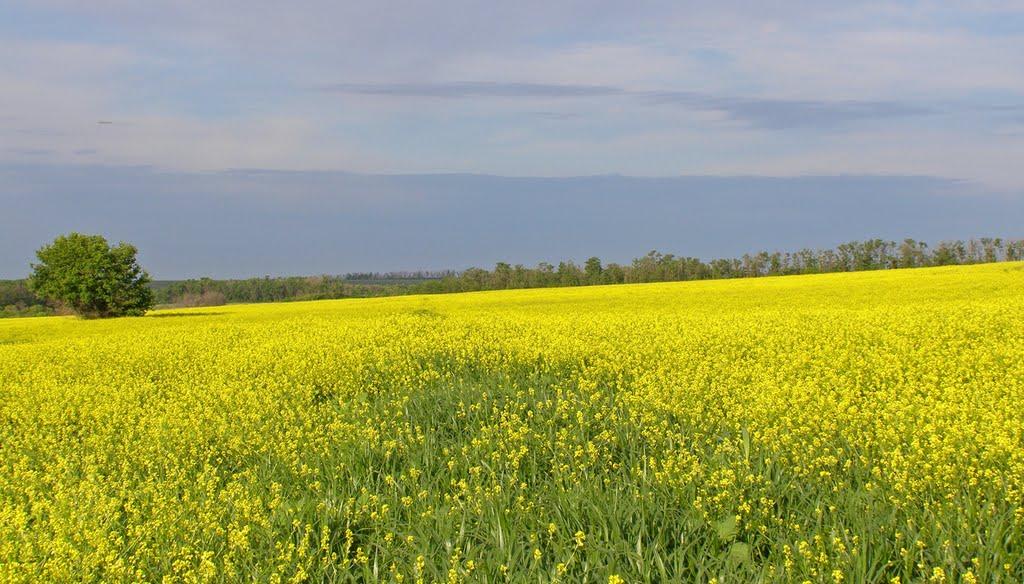 Новорозсош з panoramio.com - Новороссошь