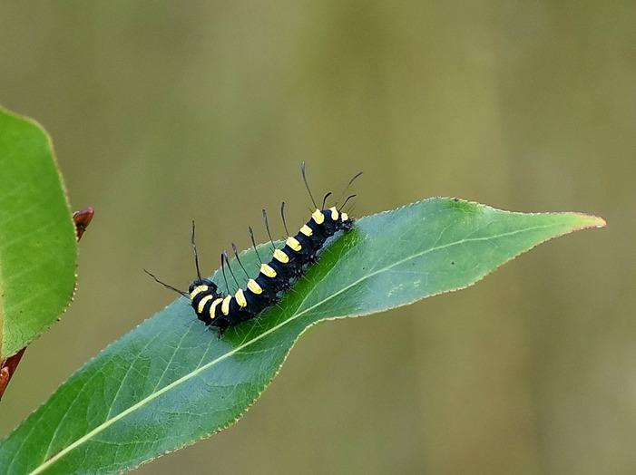  Нашего КРАЯ ПРИРОДА - Великі Кринки