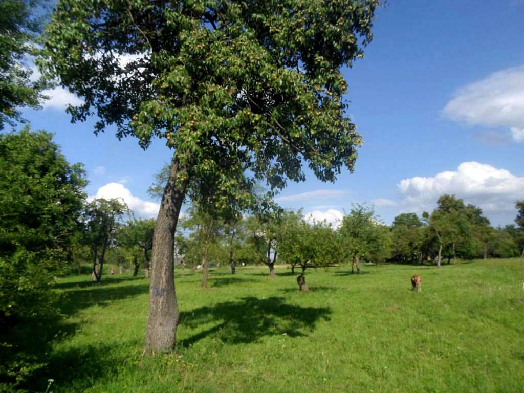 Краєвид - Черница