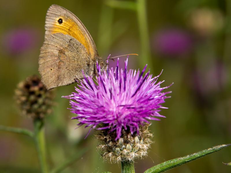  Нашего КРАЯ ПРИРОДА - Великі Кринки