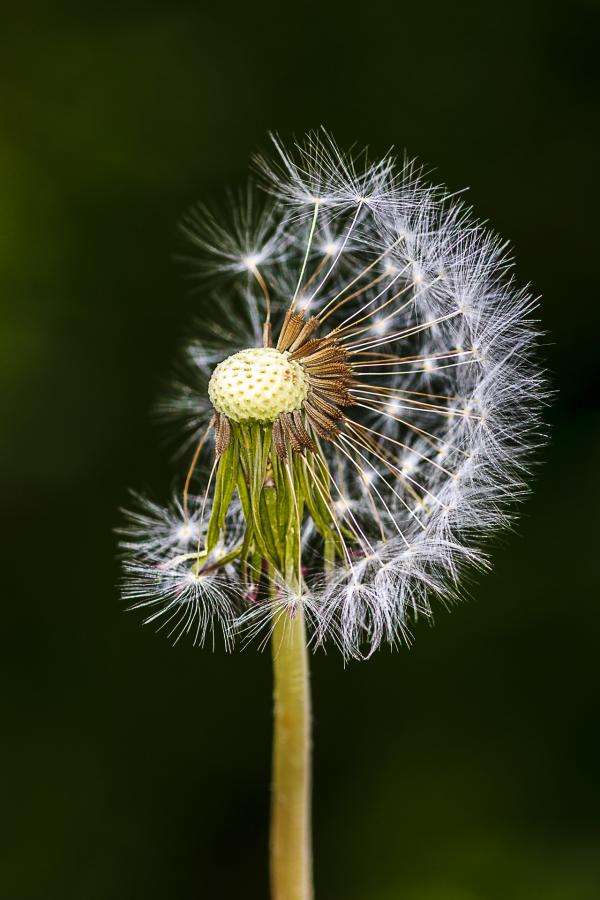  Нашего КРАЯ ПРИРОДА - Великі Кринки