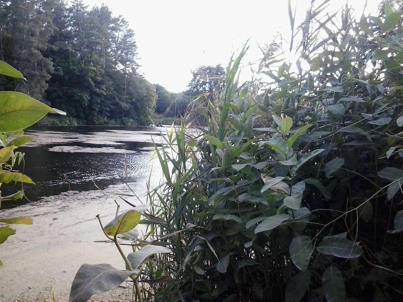 Неграшівський Неграш - Неграші