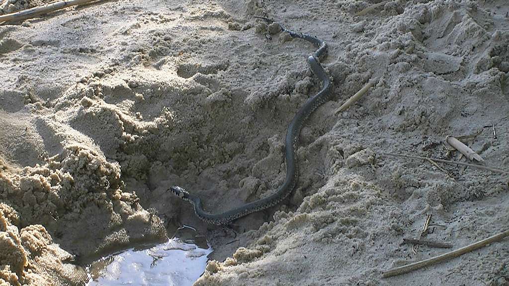 ОСТРОВ - Жовнине