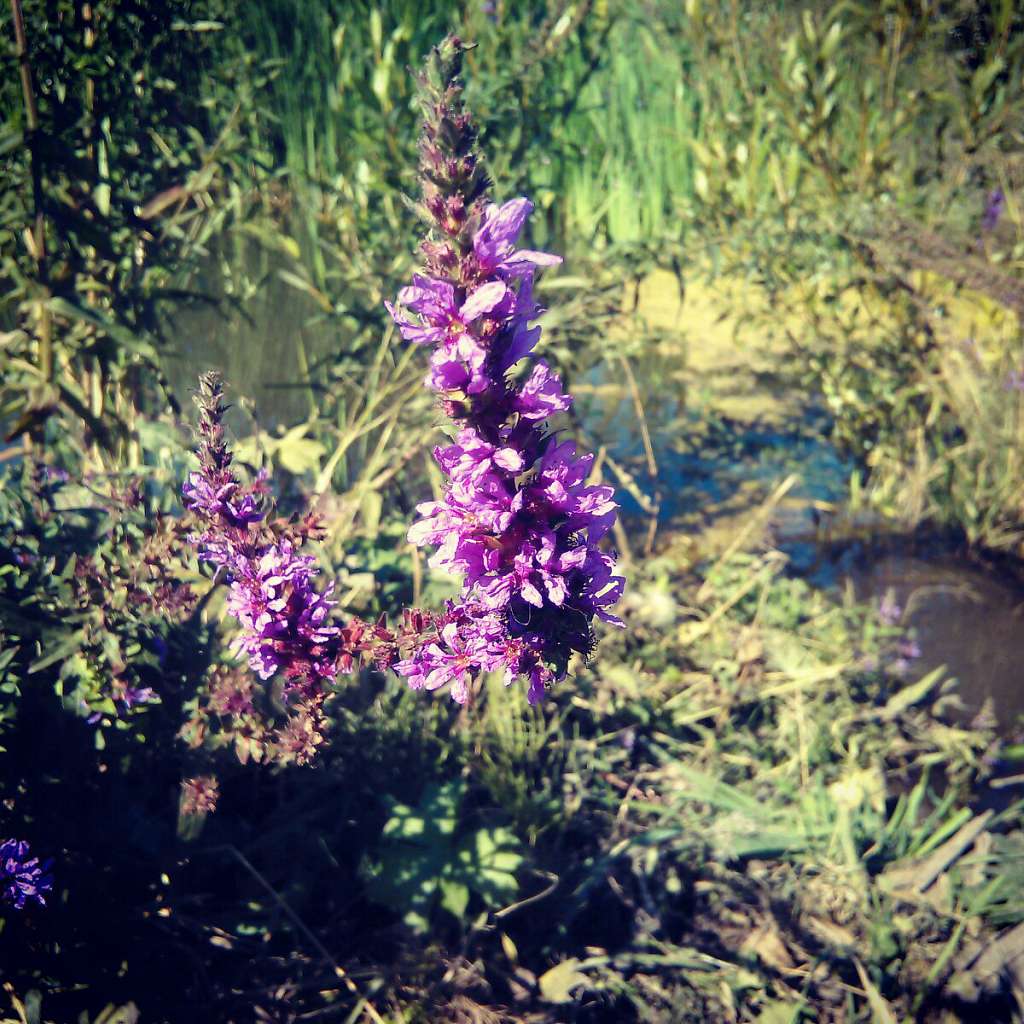 Природа нашого краю - Снитков