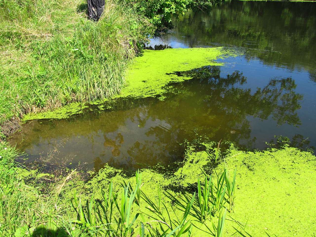 Эсхар-2015 - Эсхар