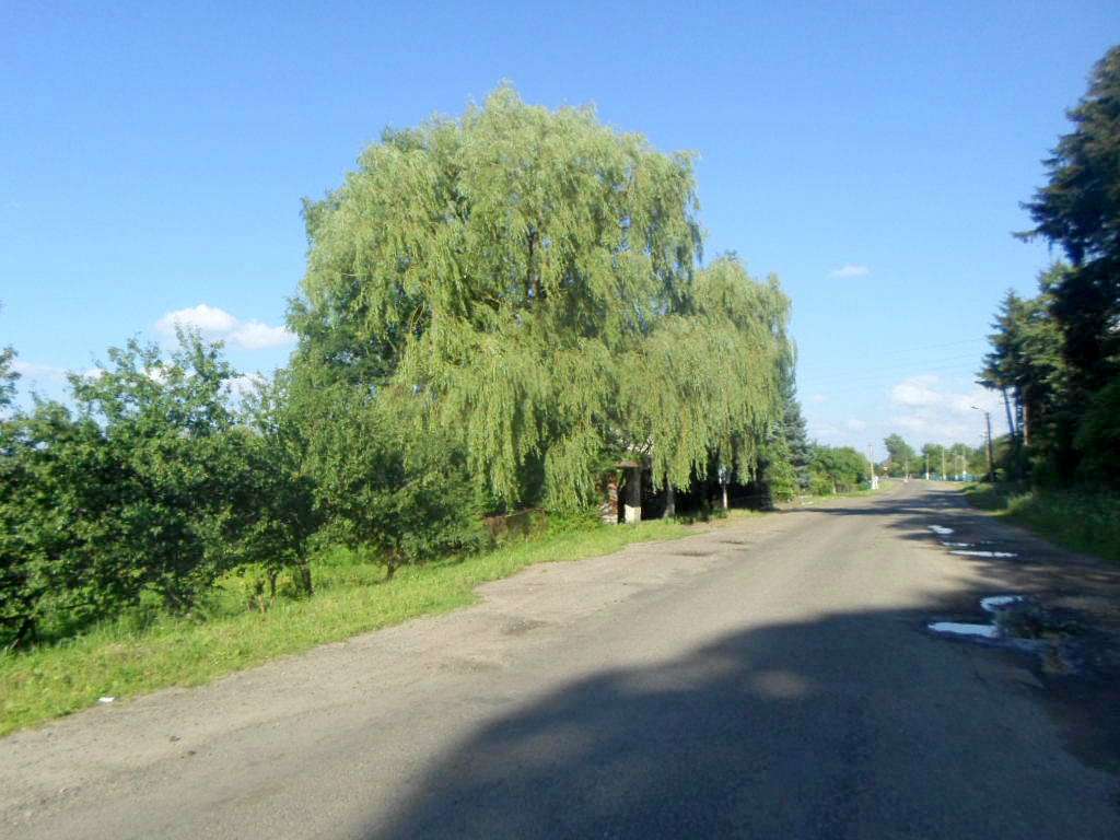 Краєвид - Черница