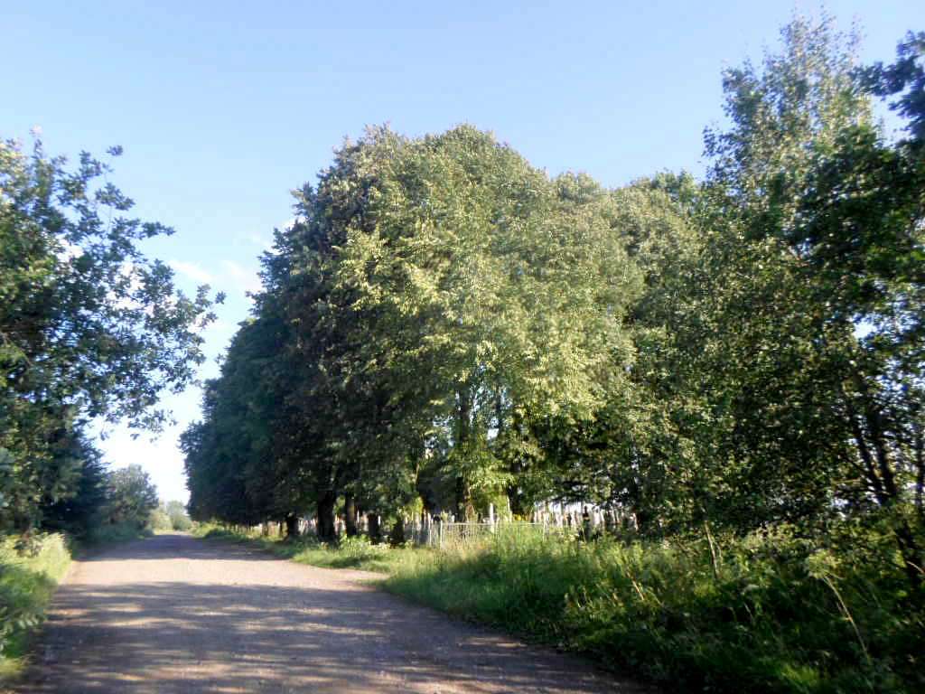 цвинтар - Derzhiv