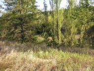 Толокунь з panoramio.com