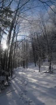 Ясень з panoramio.com