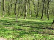 Звенигород - Останні фото