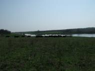 Грушевое - Последние фото