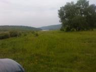 Гринячка - Останні фото