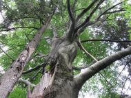 Ясень з panoramio.com