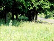 Кіровськ з panoramio.com