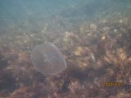 Окунівка з panoramio.com