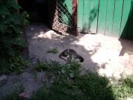 Золотоноша з panoramio.com