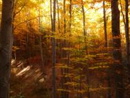 Ясень з panoramio.com