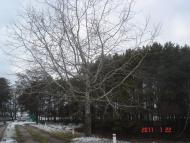 Гавронщина з panoramio.com