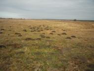 Вишеньки з panoramio.com