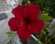 Коржова з panoramio.com