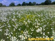 Осещина з panoramio.com