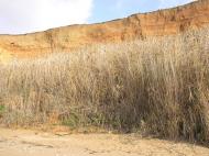 Любимівка з panoramio.com