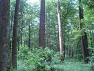 Велика Любаша з panoramio.com