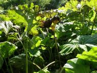 Трудове - Останні фото