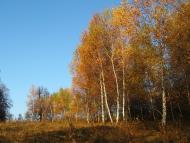 Нище з panoramio.com