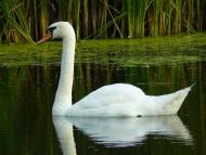 Протопопівка з panoramio.com