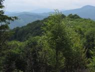 Ясень з panoramio.com