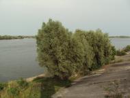 Пекарі з panoramio.com