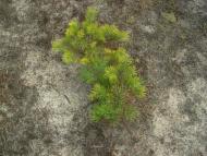 Лисняки з panoramio.com