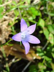 Ківерці з panoramio.com