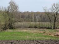 Яблучне з panoramio.com