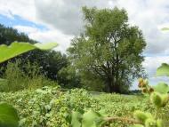 Макошине з panoramio.com