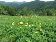 Ясень з panoramio.com