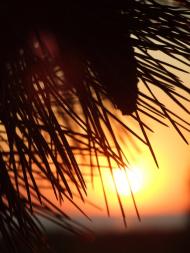 Покровське з panoramio.com