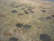 Вишеньки з panoramio.com