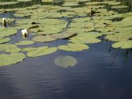 Сокирна - Останні фото