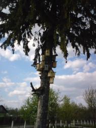 Florianivka - Latest photos