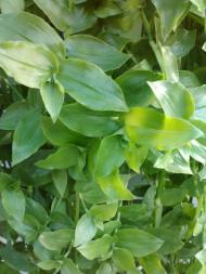 Вилок з panoramio.com